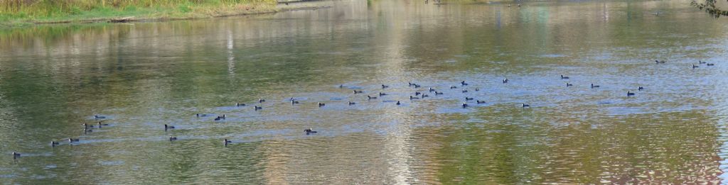 Folaghe (Fulica atra)